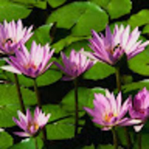 Meet your Posher, Nancy